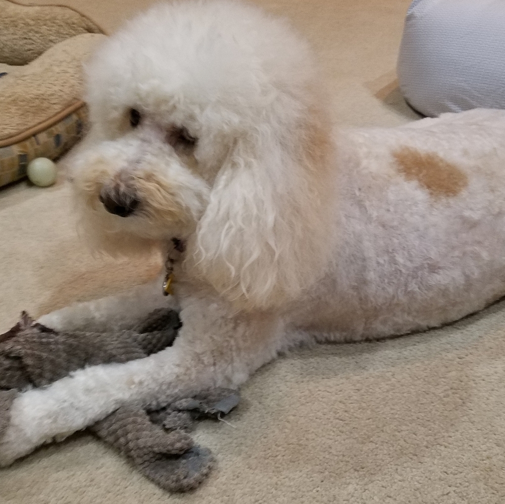 CHANCEY WOW!! 30LBS Weight Loss Time For A Trim❤❤ - Picture 7 of 7